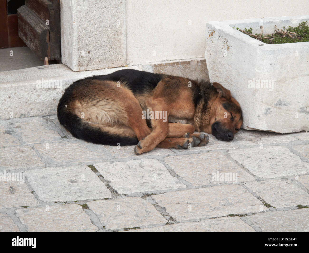 sleeping dog Stock Photo