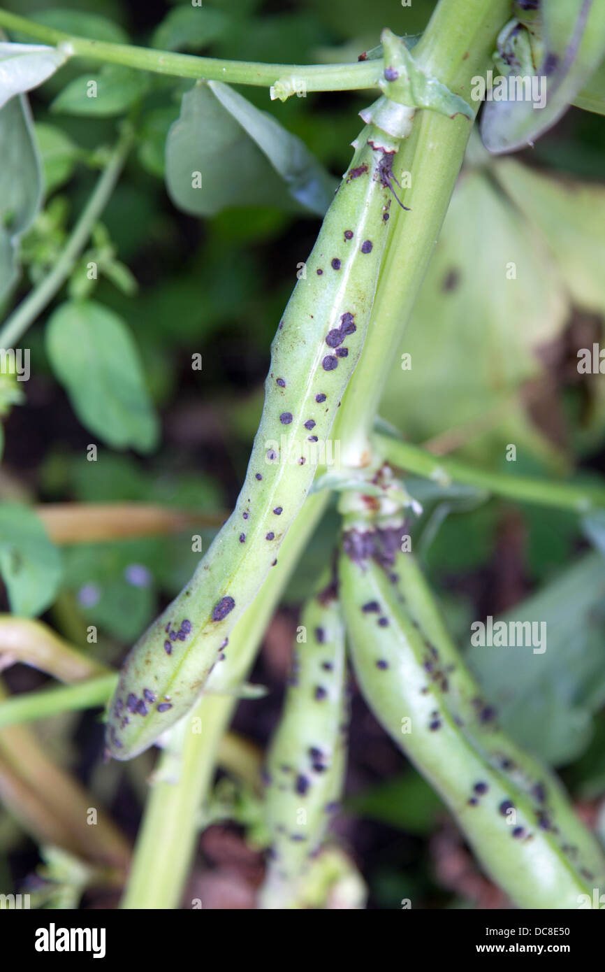 Broad Bean plant with Chocolate Spot Stock Photo