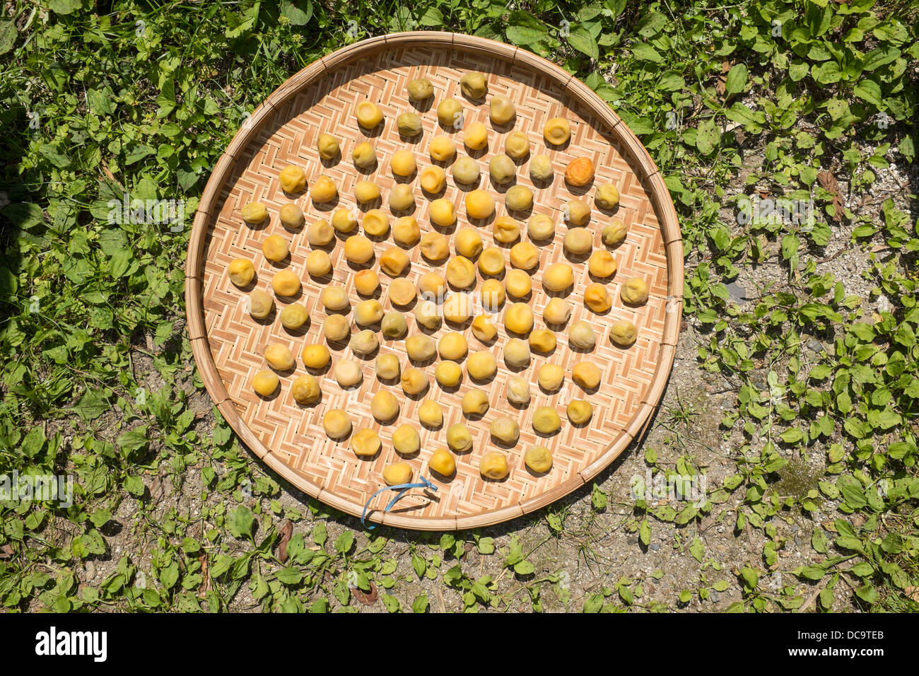 Umeboshi sun-dried ume fruit Japan Stock Photo