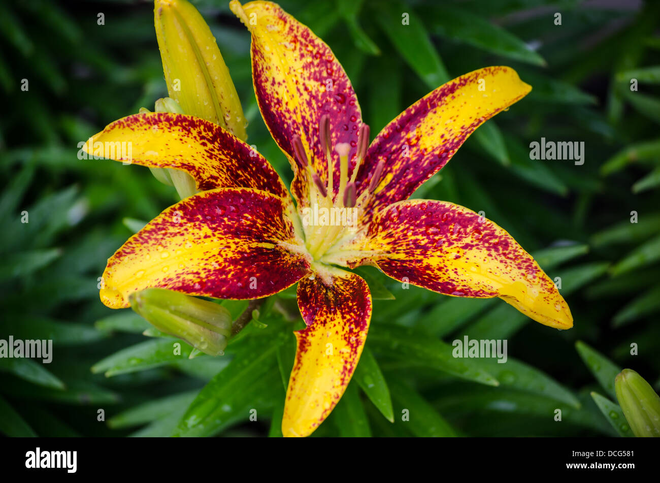 Yellow and Red Lily Stock Photo