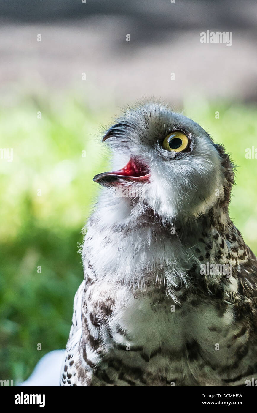 Portrait of a young snowy Owl Stock Photo