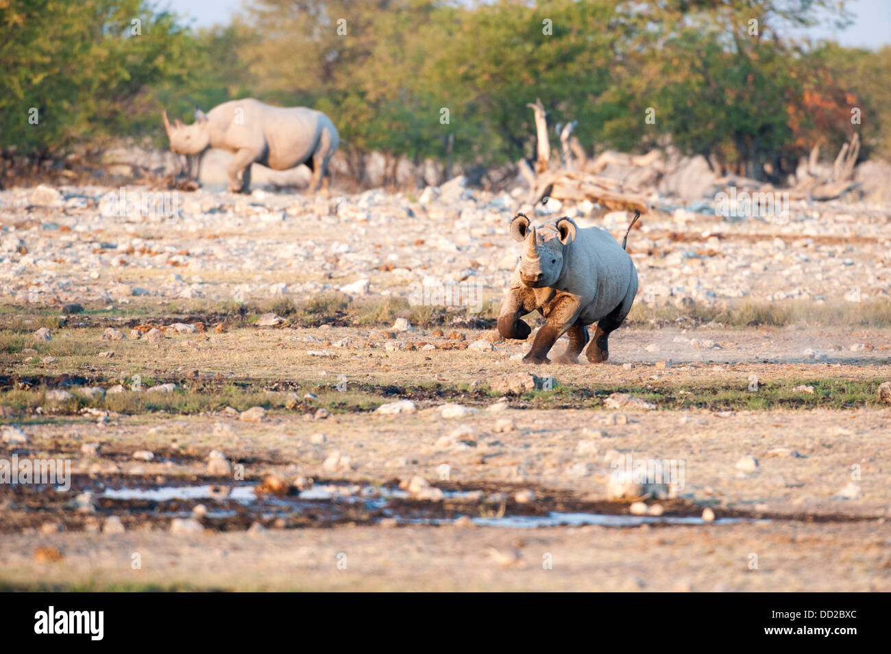 Two Black rhinos (Diceros bicornis) one charging at Rietfontein waterhole in Etosha Nationalpark, Namibia Stock Photo