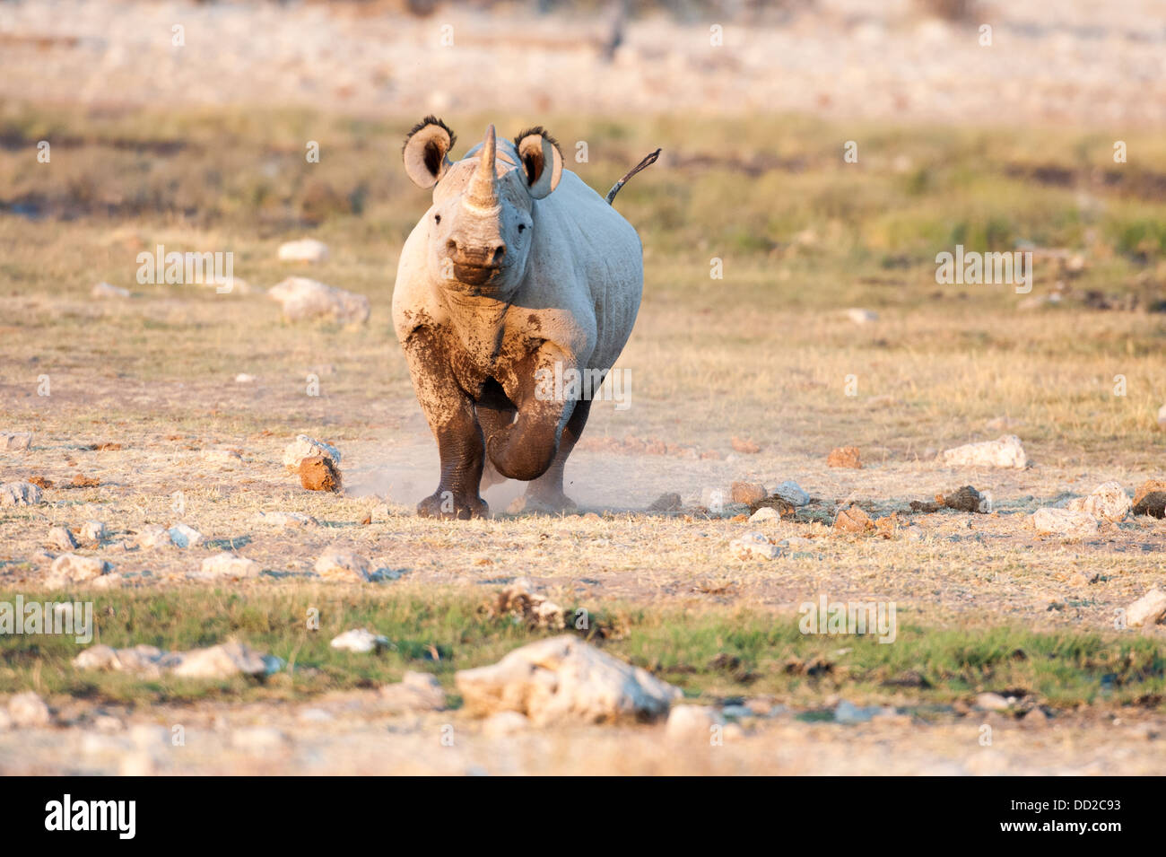 Black rhino (Diceros bicornis) charging, Rietfontein waterhole in Etosha Nationalpark, Namibia Stock Photo