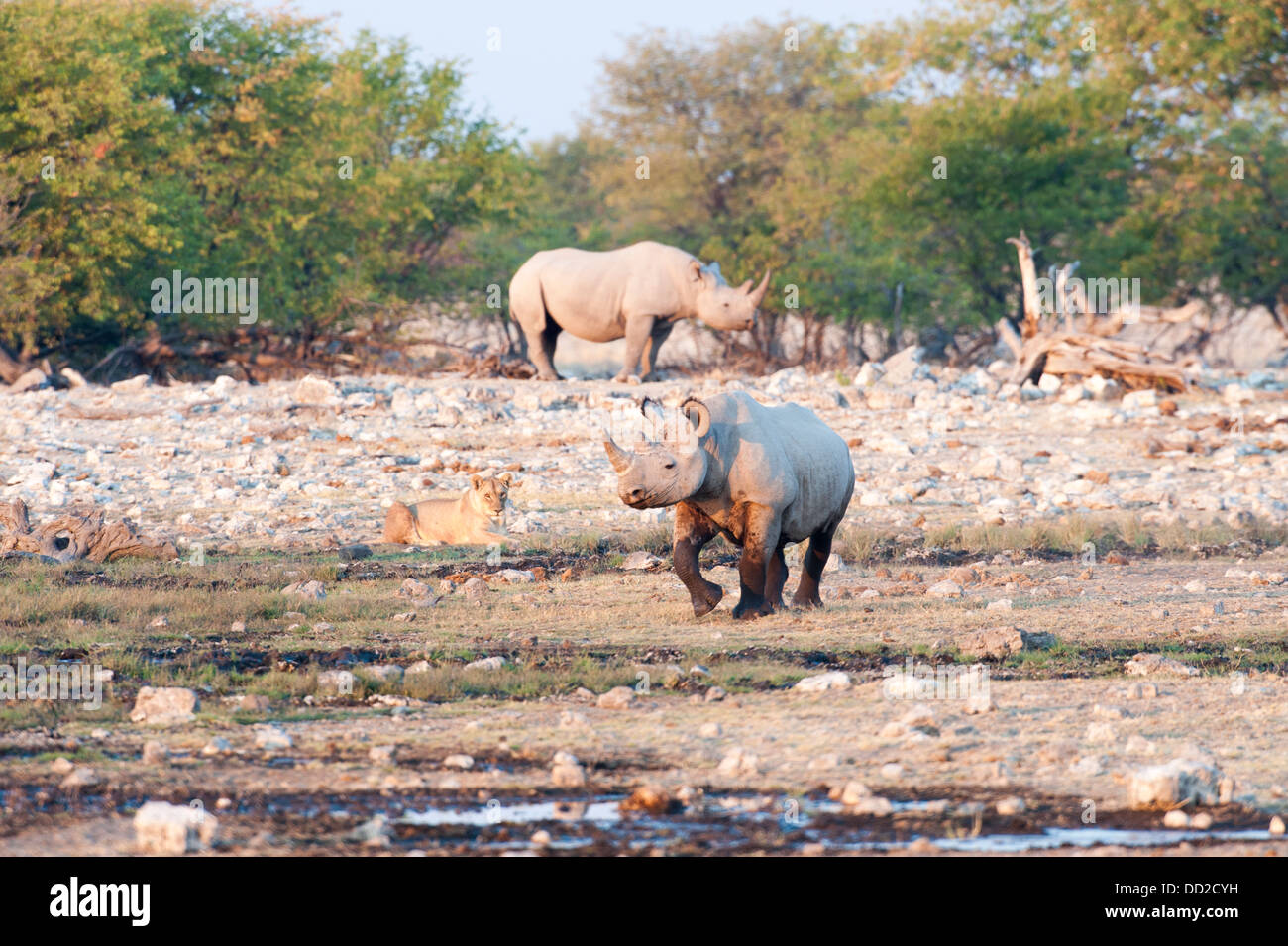 Two Black rhinos (Diceros bicornis) one running and a lioness (Panthera leo) watching,  Etosha Nationalpark, Namibia Stock Photo