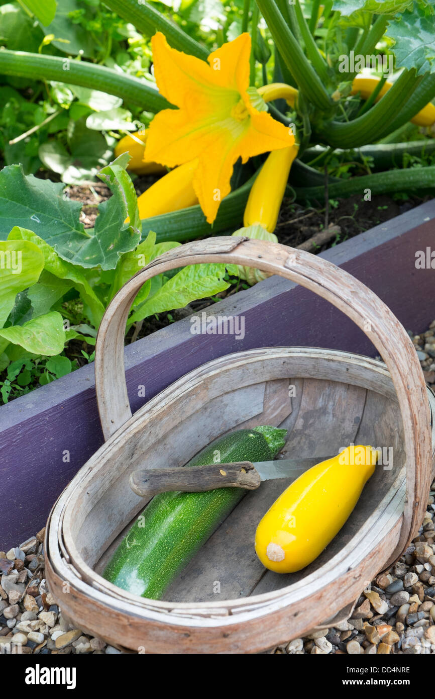 Courgette, 'Soleil' growing in small raised bed, with trug of harvested courgettes. Stock Photo