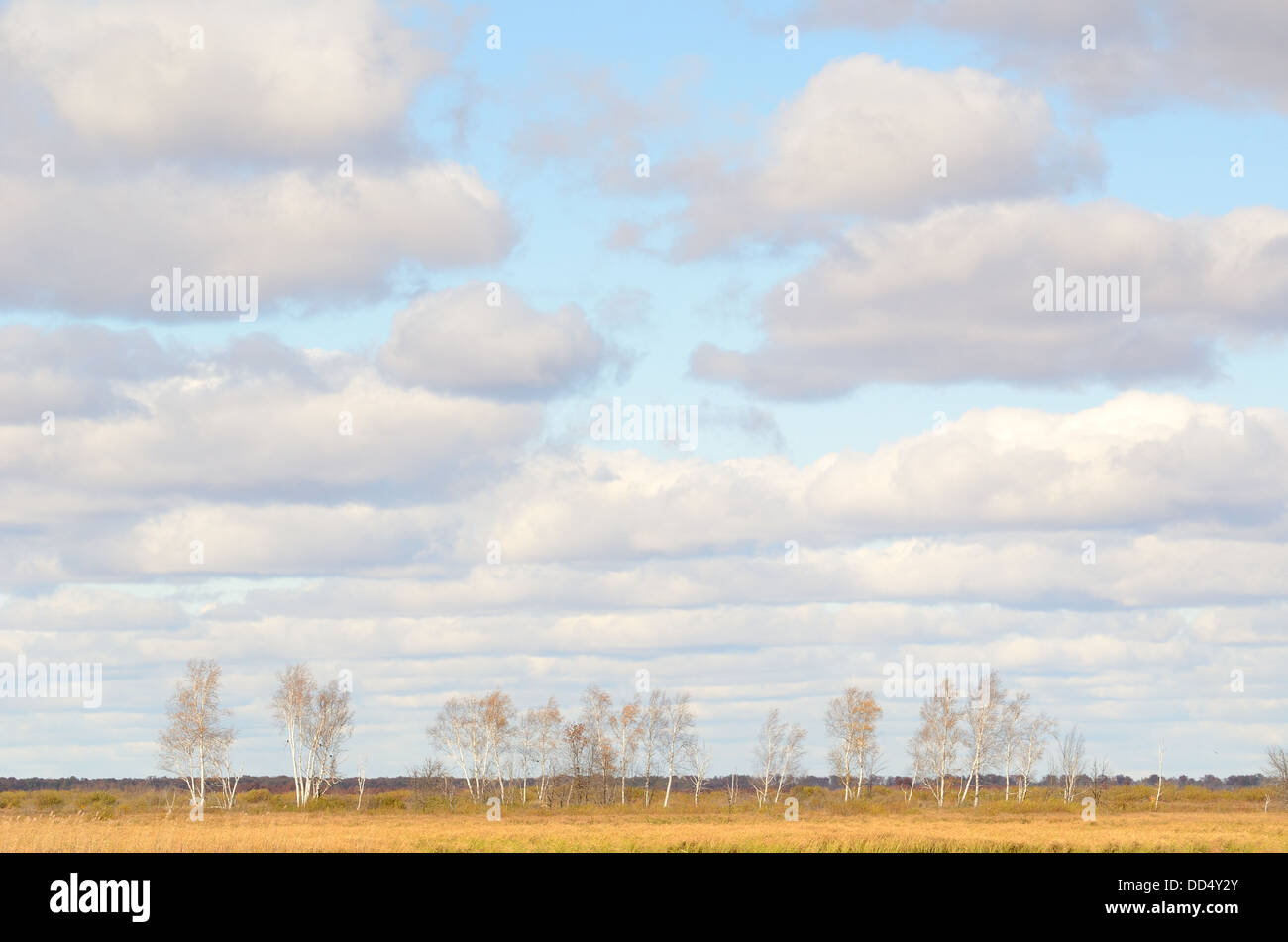 Birch Trees in the Fall with Cumulus Clouds in the Sky in Minnesota Stock Photo