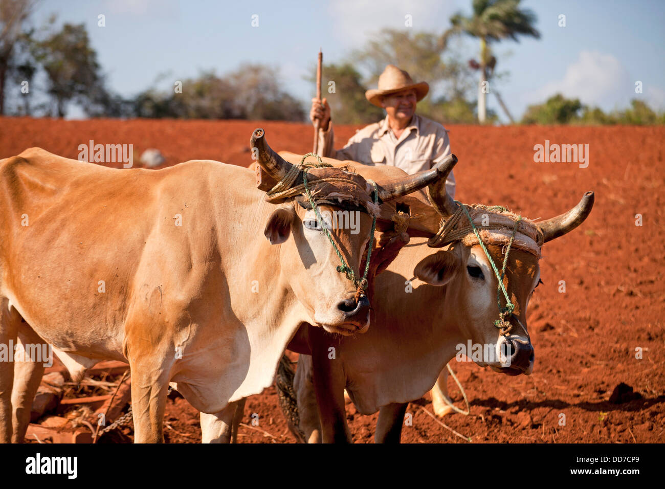 farmer with his traditional ox-drawn plough in the Vinales Valley, Vinales, Pinar del Rio, Cuba, Caribbean Stock Photo