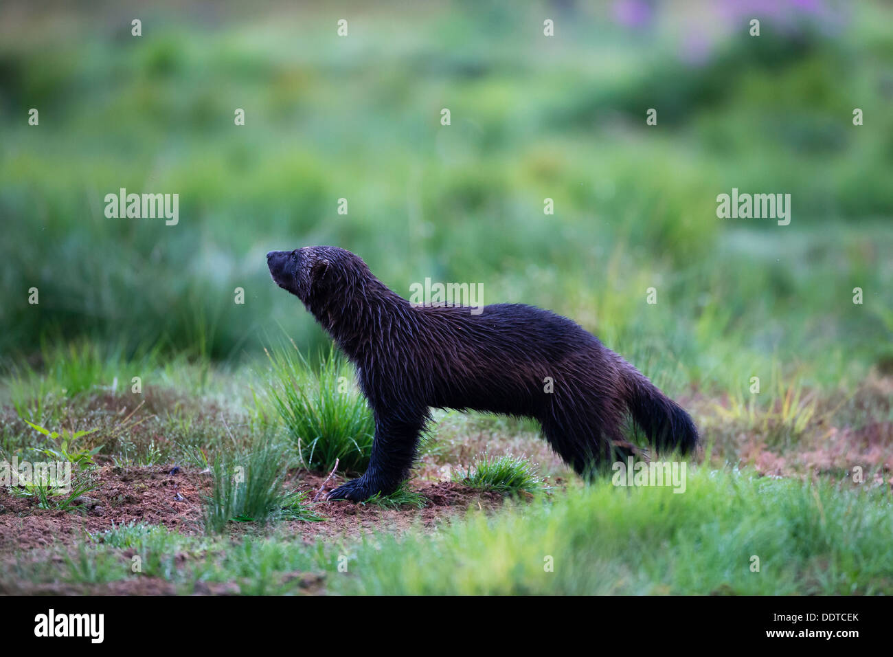 Wolverine in a boreal forest Stock Photo