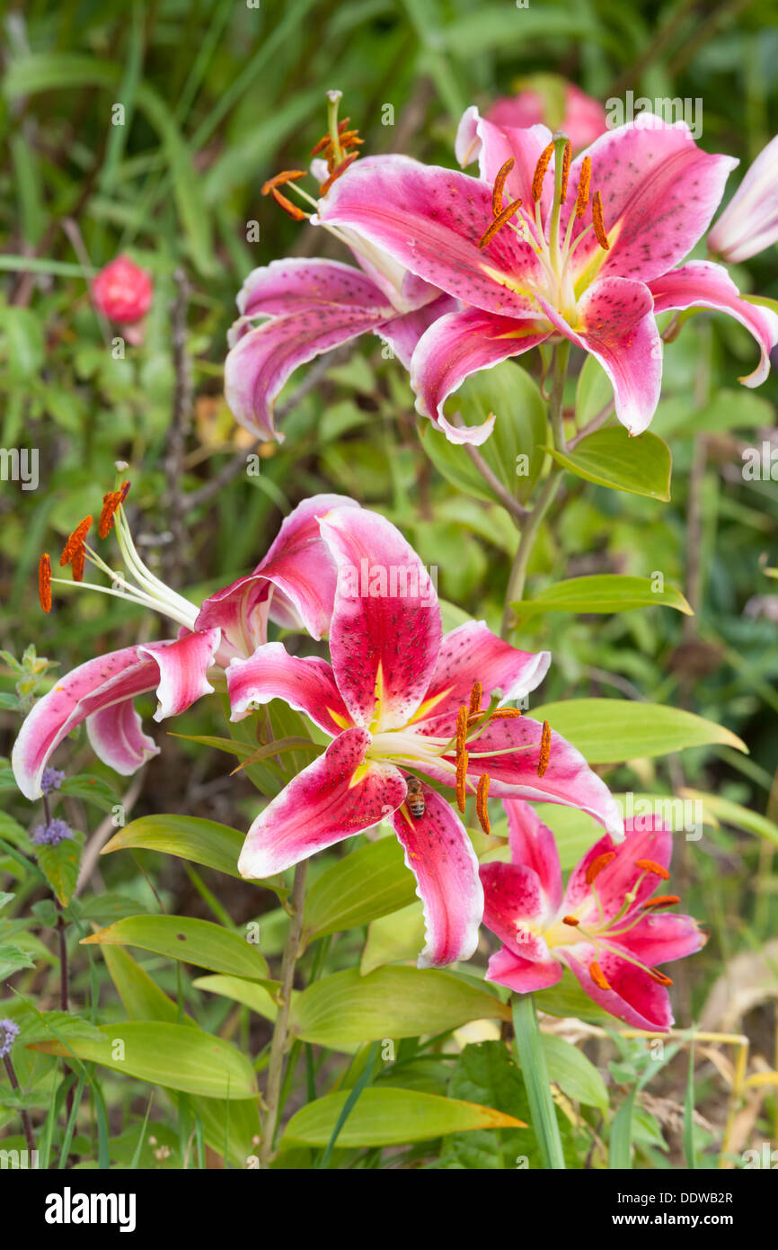 Beautiful red Lily Stock Photo