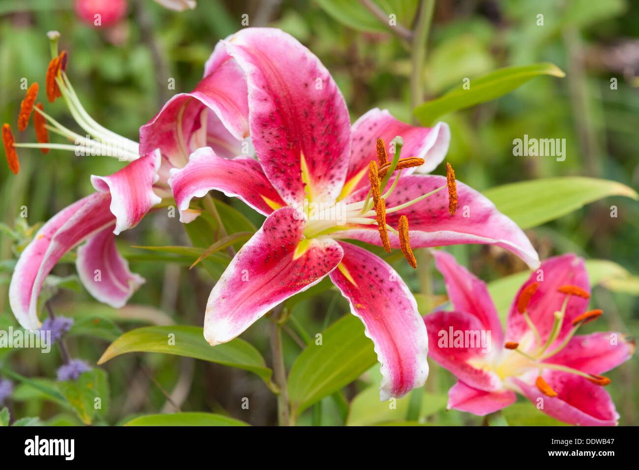 Beautiful red Lily Stock Photo