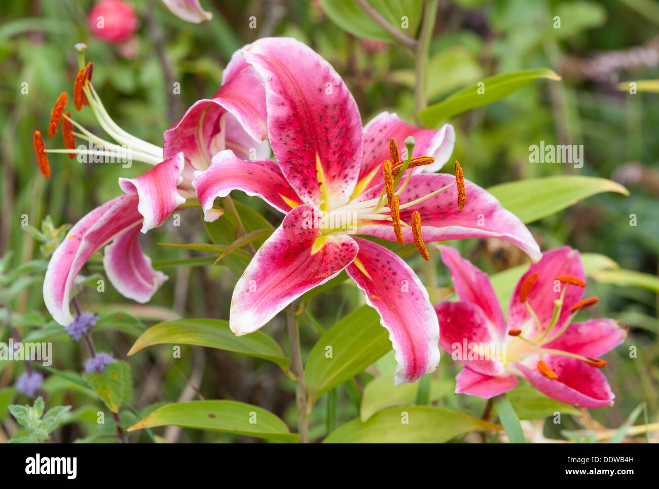 Beautiful red Lily Stock Photo