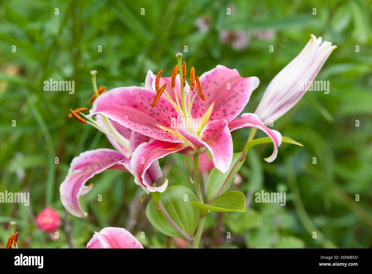 Beautiful red Lily Stock Photo