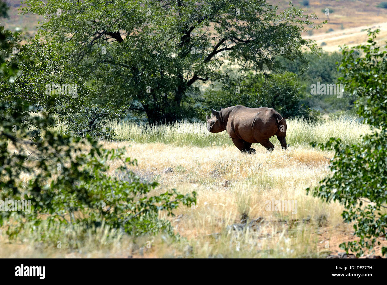 Black rhinoceros or Hook-lipped rhinoceros (Diceros bicornis), Damaraland, Namibia, Africa Stock Photo