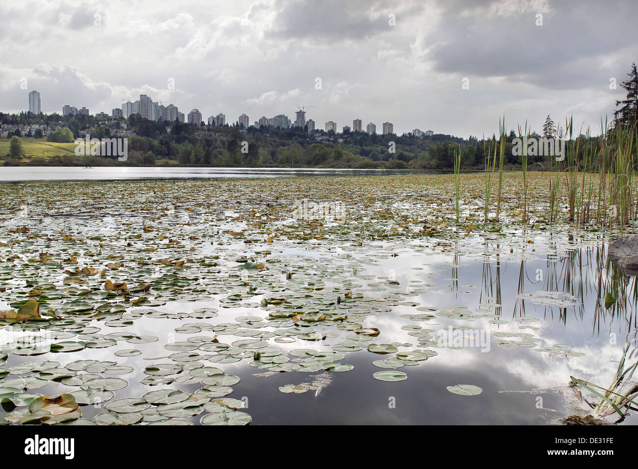 Burnaby BC Canada Downtown City Skyline from Deer Lake with Water Lilies and Cattails Stock Photo