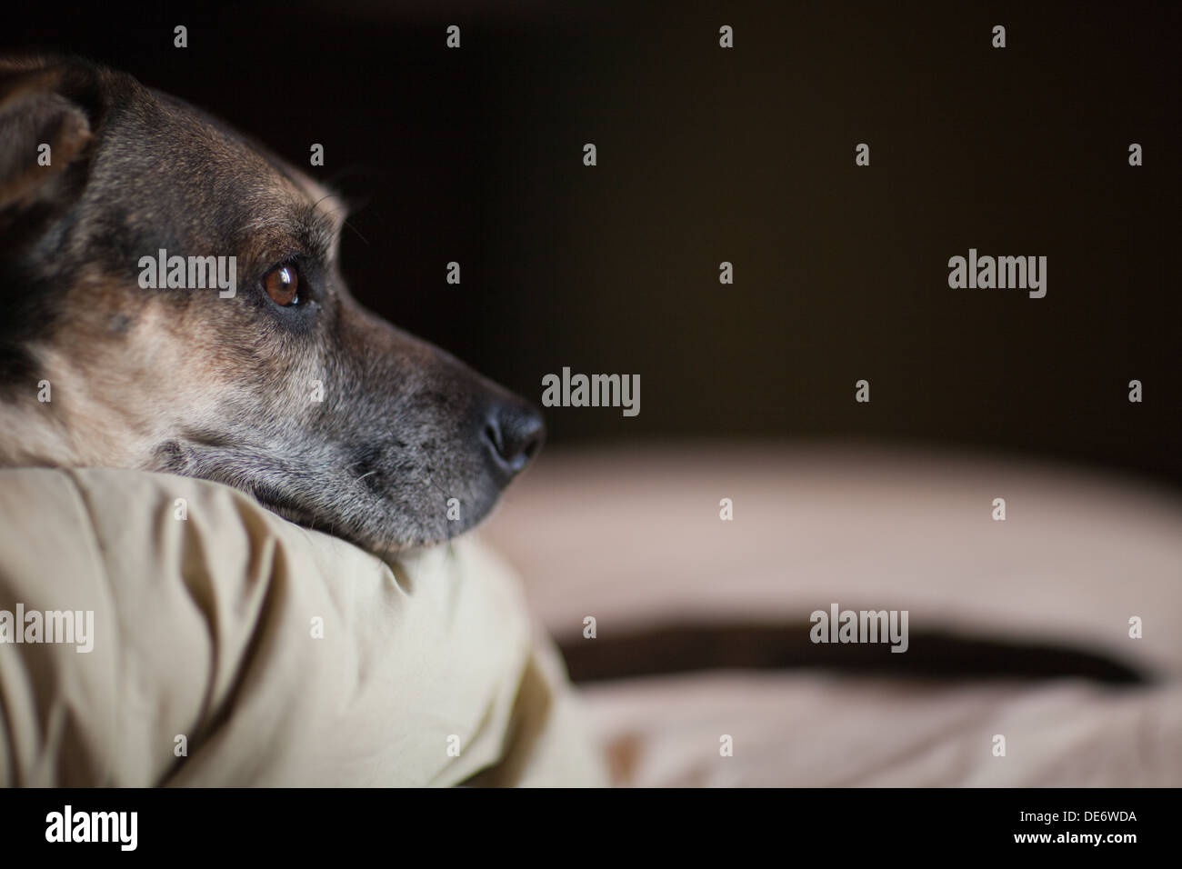 Sad looking German Shepherd cross breed dog laying on bed waiting for owner. Stock Photo