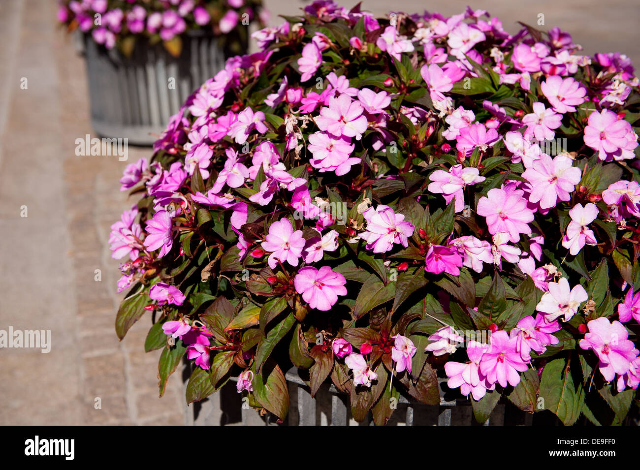 Plenty pink Impatiens walleriana flowers Stock Photo