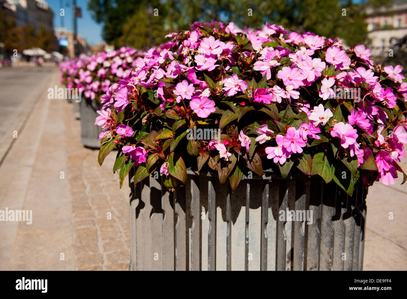 Bunches of pink Impatiens walleriana Stock Photo