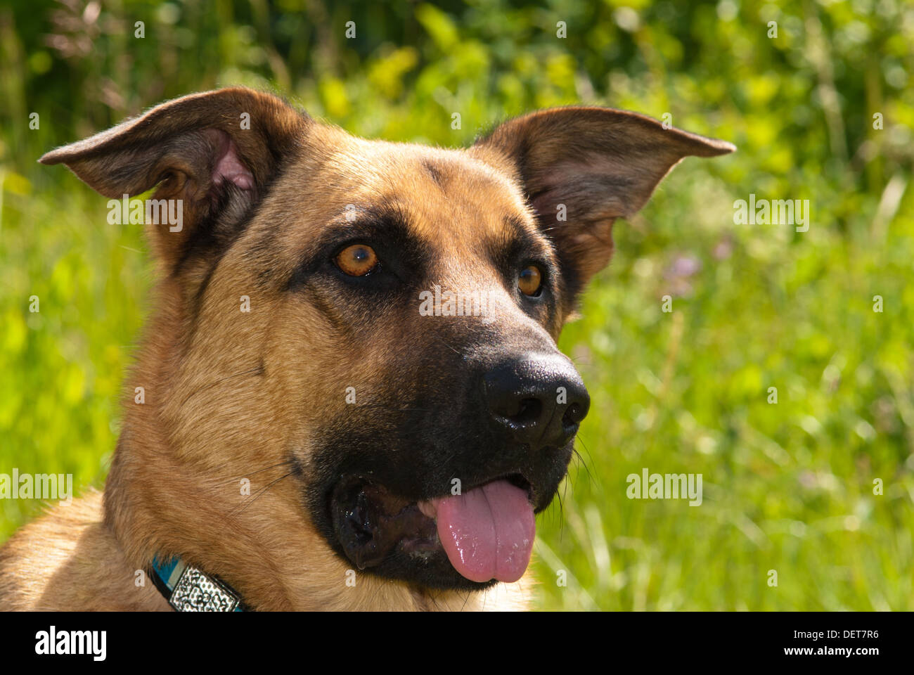 Portrait of a German shepherd cross dog with meadow background Stock Photo