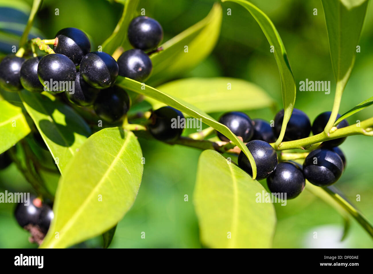 To laurel cherry, cherry laurel, Prunus laurocerasus, Lorbeerkirsche, Kirschlorbeer Stock Photo