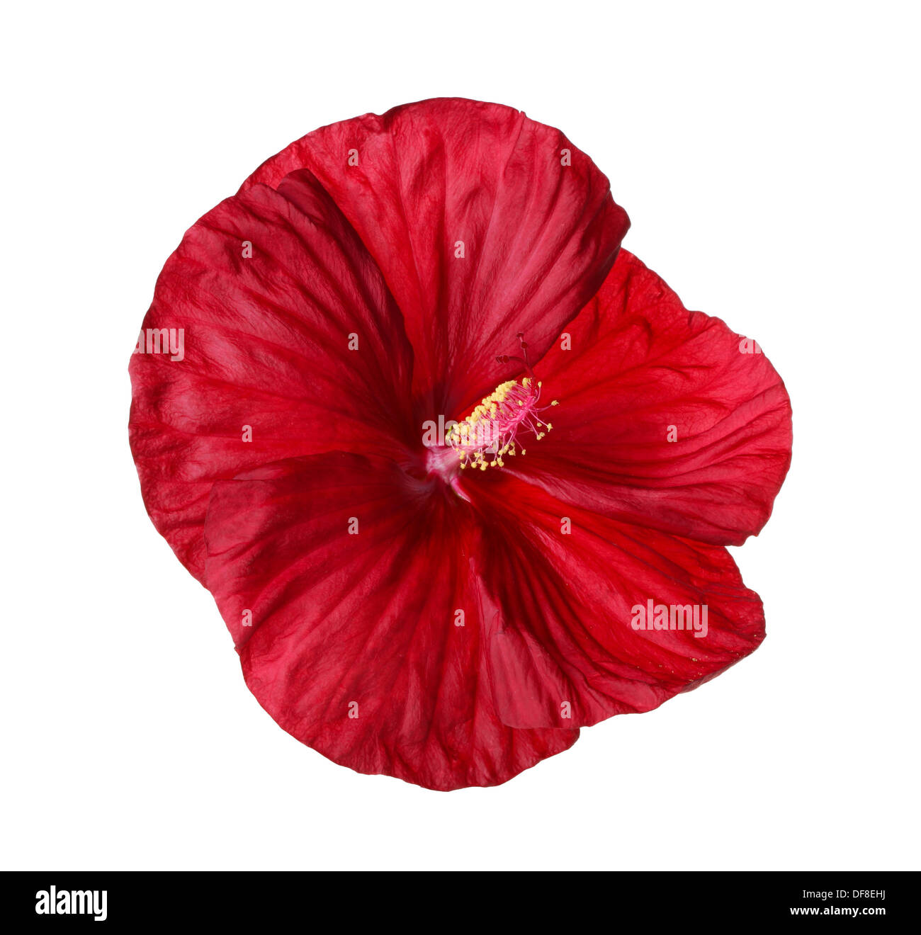 Single flower of a deep red hibiscus (Hibiscus moscheutos hybrid, swamp-rose mallow or rose mallow) isolated against white Stock Photo