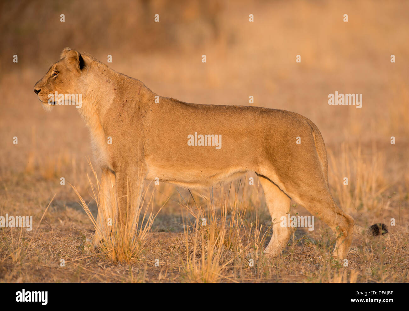 lioness standing up on profile Stock Photo