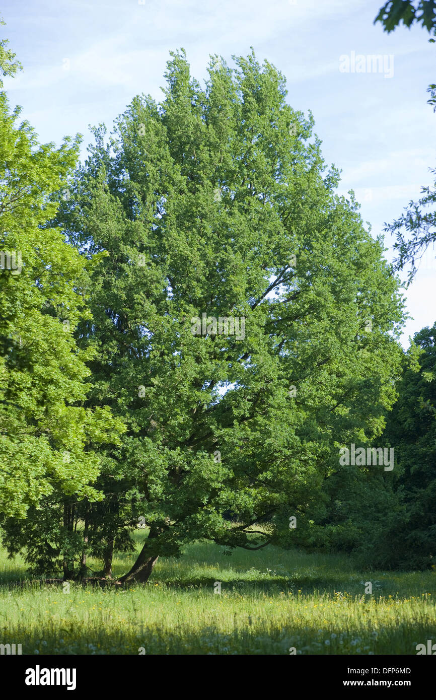 field maple, acer campestre Stock Photo