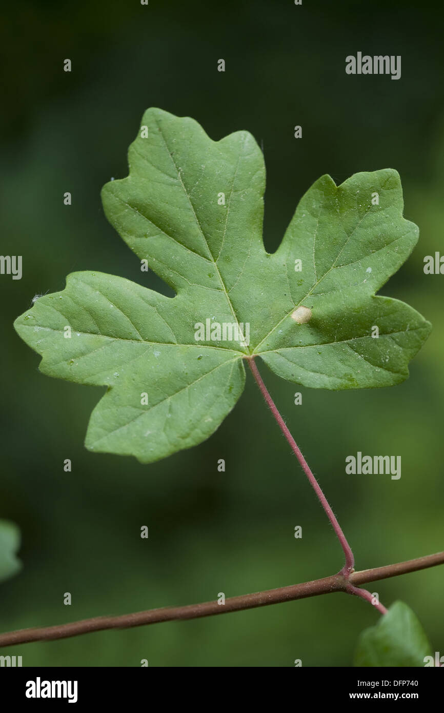 field maple, acer campestre Stock Photo