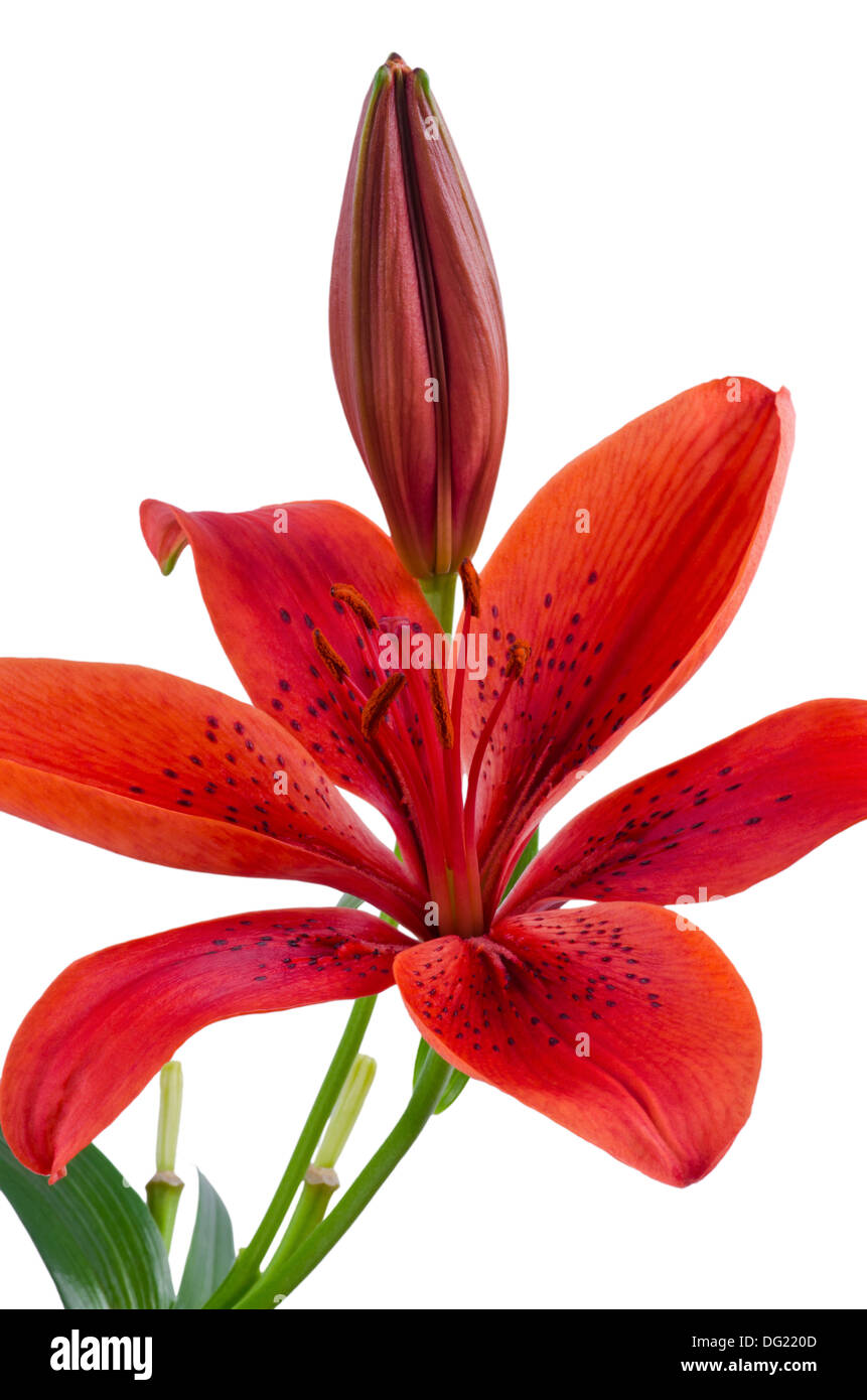 red lily flower isolated Stock Photo