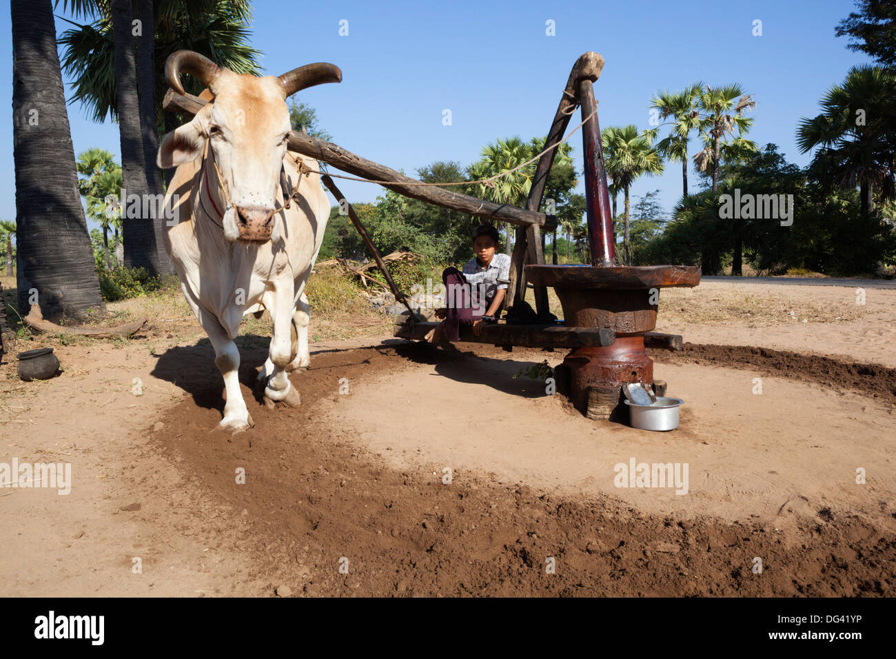 Grinding peanuts into peanut oil by ox, Bagan, Central Myanmar, Myanmar (Burma), Asia Stock Photo