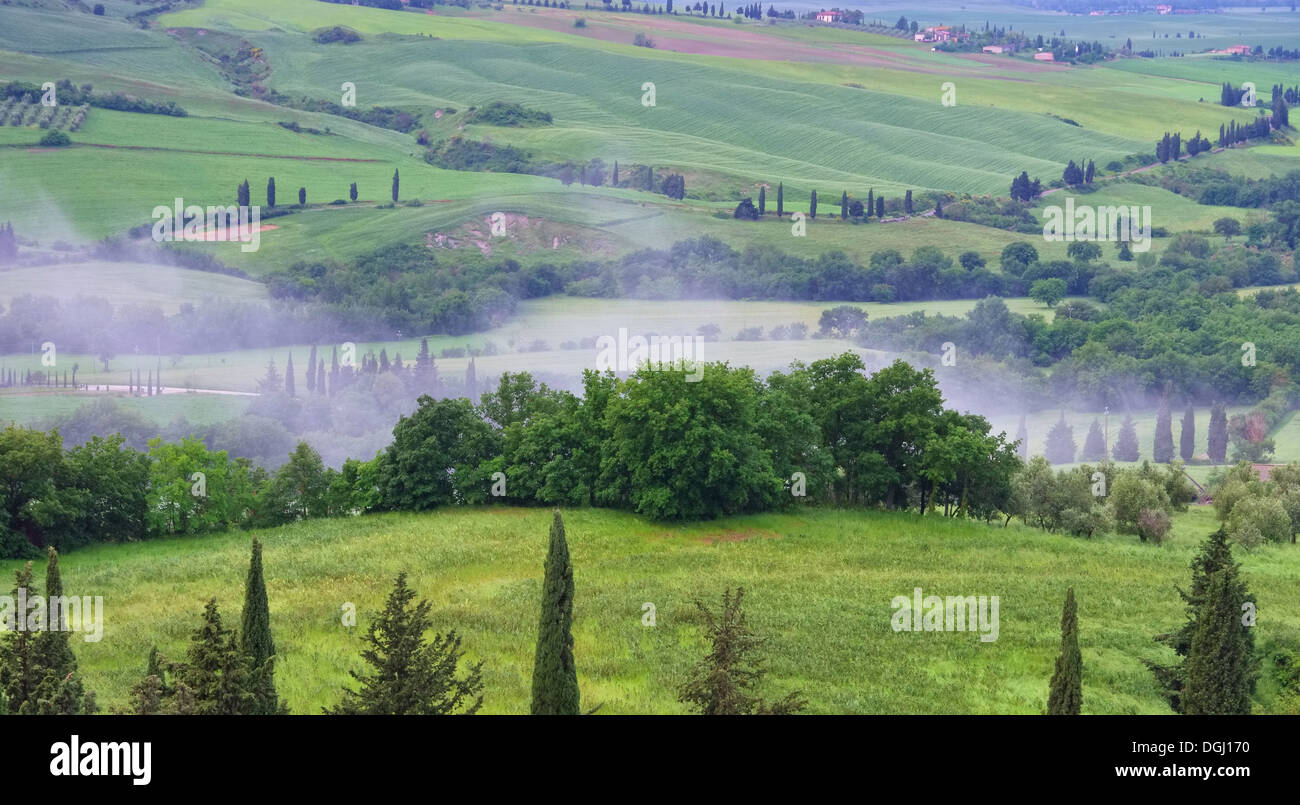 Toskana Zypressen mit Weg - Tuscany cypress trees with track 20 Stock Photo