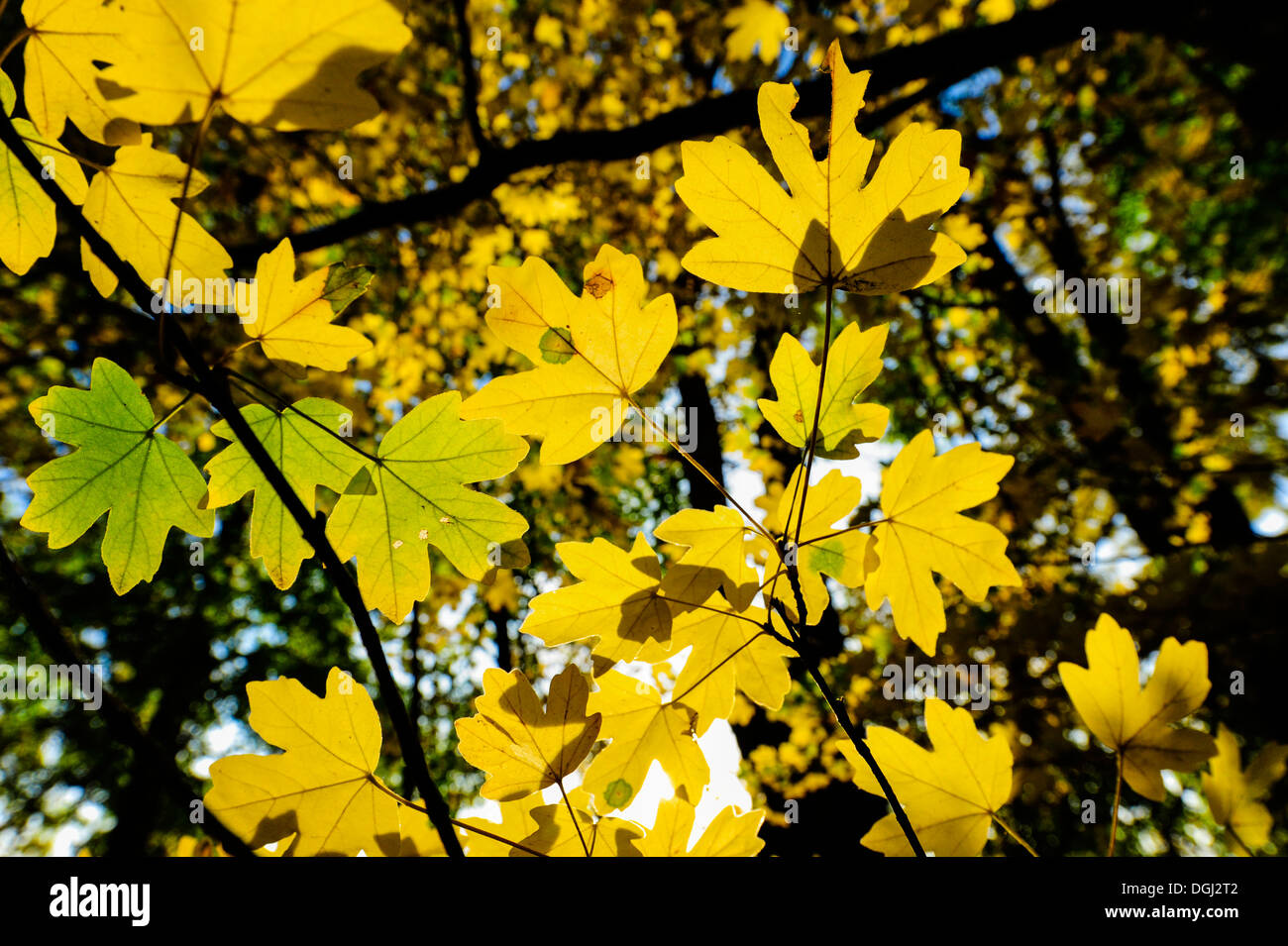 Landscape garden Harrachpark in autumn Stock Photo