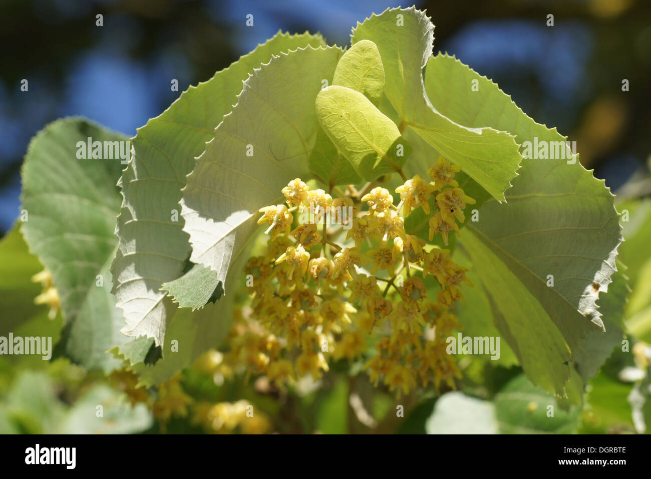 Silver Lime Stock Photo