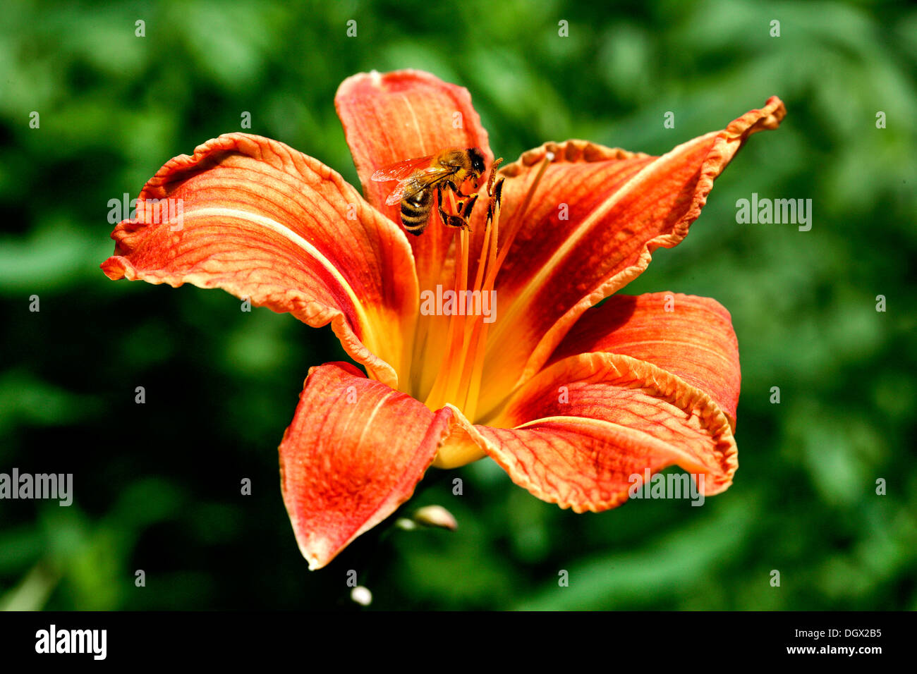 Honeybee (Apis) feeding on a red lily (Lilium) Stock Photo