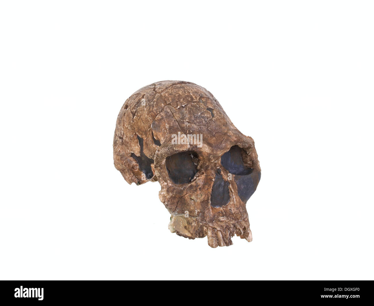 Replica skull of Homo habilis, evolution of human species Stock Photo