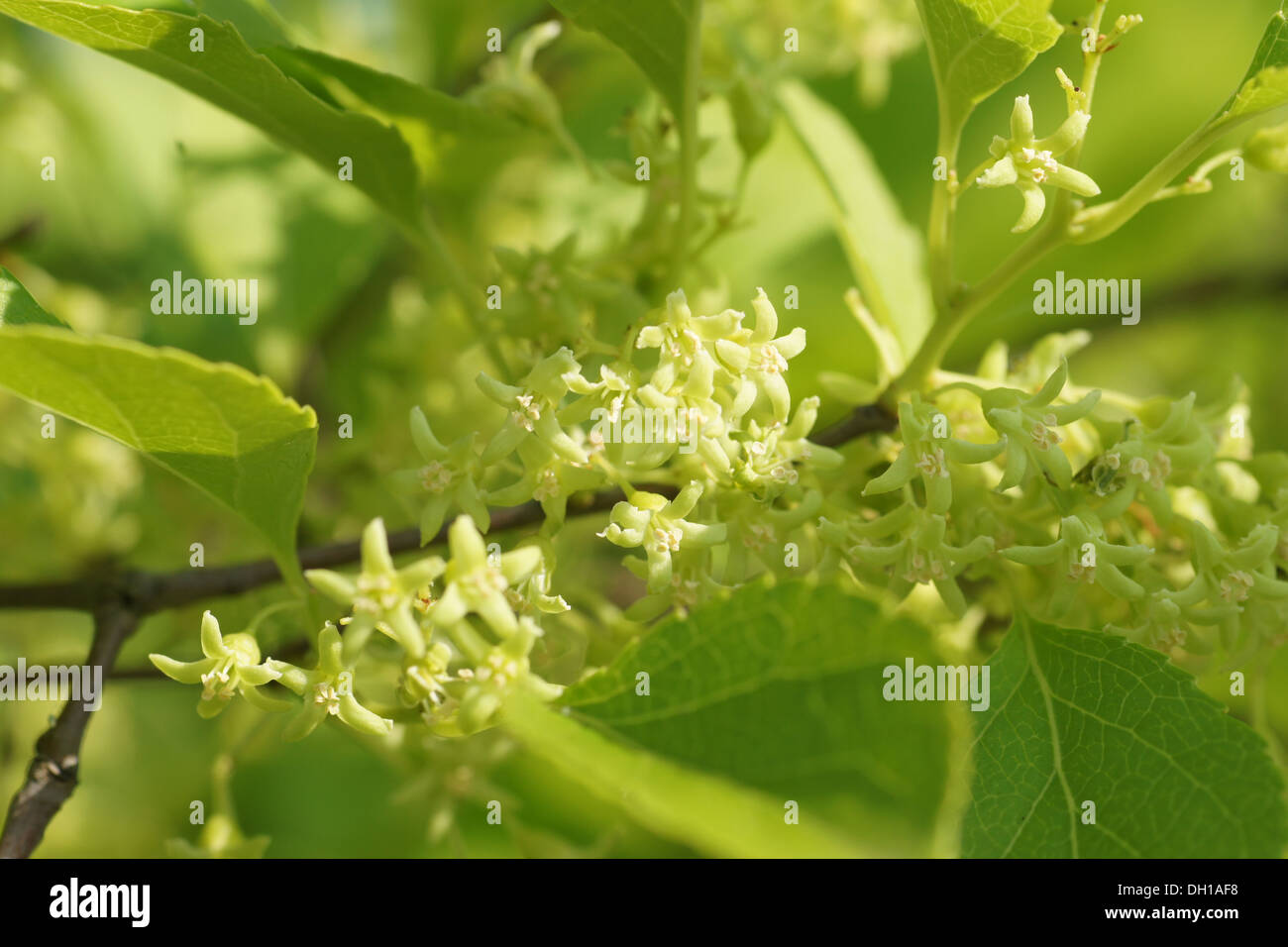 Staff vine hi-res stock photography and images - Alamy