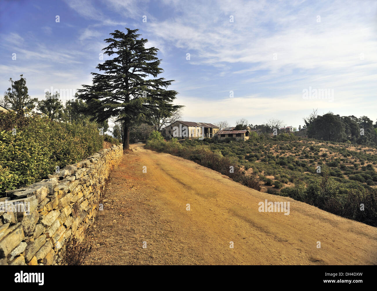 road stone fence deodar tree and tea garden in landscape at pithoragarh uttarakhand India Asia Stock Photo