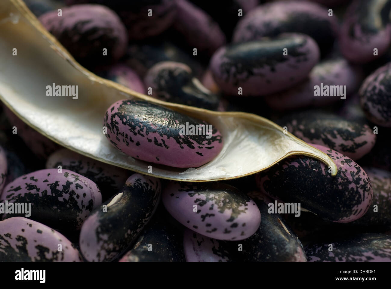 Runner bean Phaseolus coccineus. Shelled beans of mottled black and purple colour with open drying pod containing single bean Stock Photo