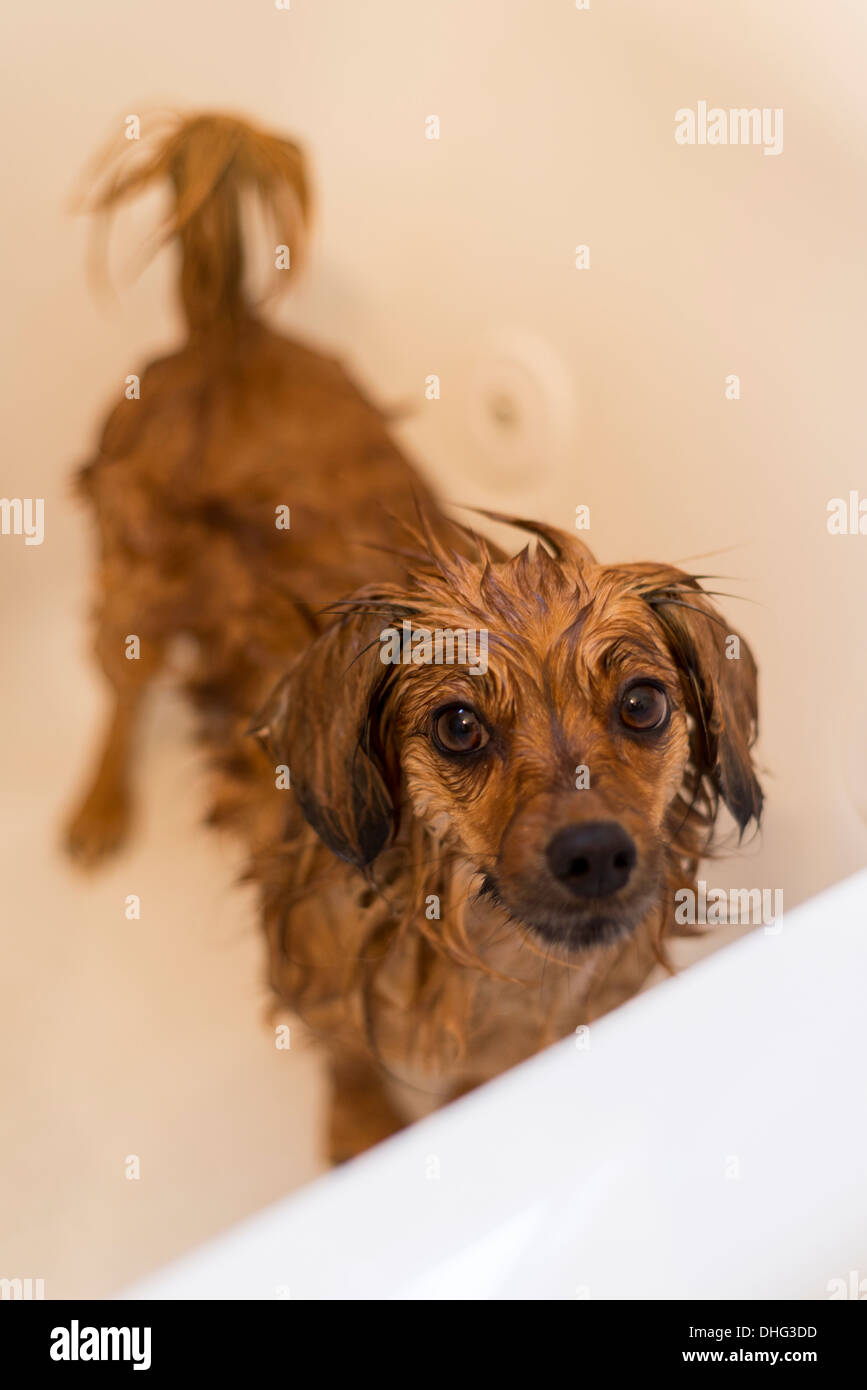 Photo of a wet dog after a bath. Stock Photo