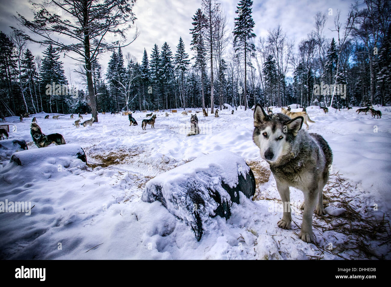 Portrait of wolf in forest clearing, Sacacomie, Quebec, Canada Stock Photo