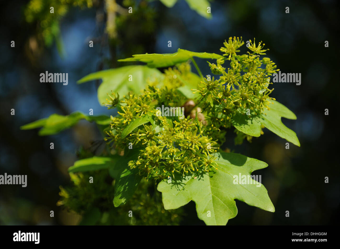 Field Maple Stock Photo