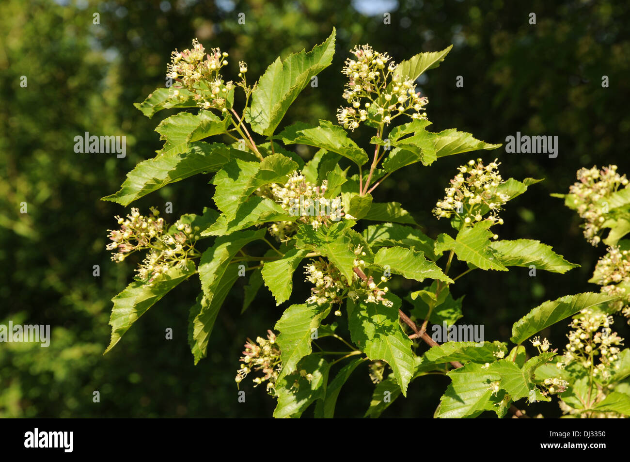 Amur maple hi-res stock photography and images - Alamy