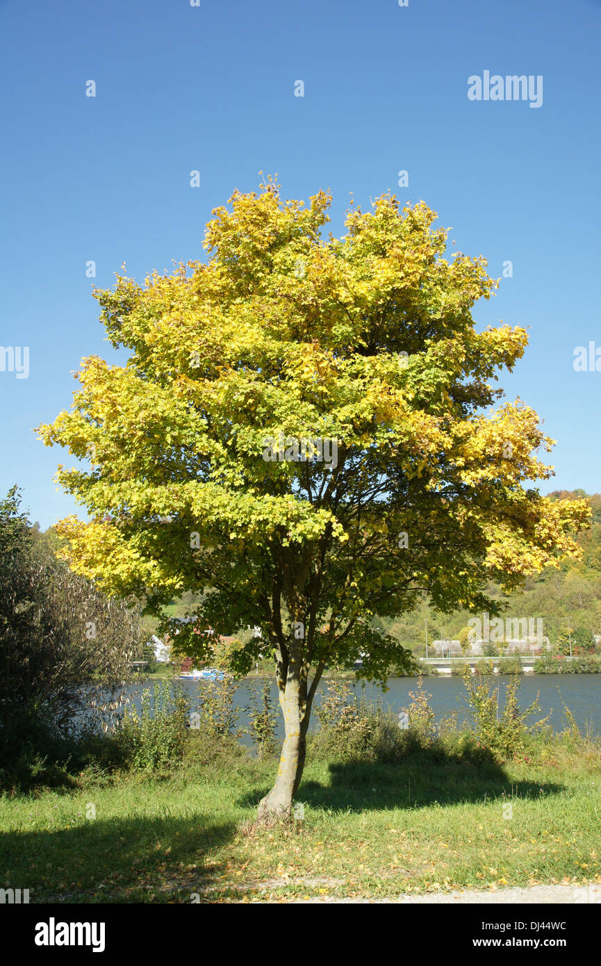 Acer campestre, Feldahorn, field maple Stock Photo