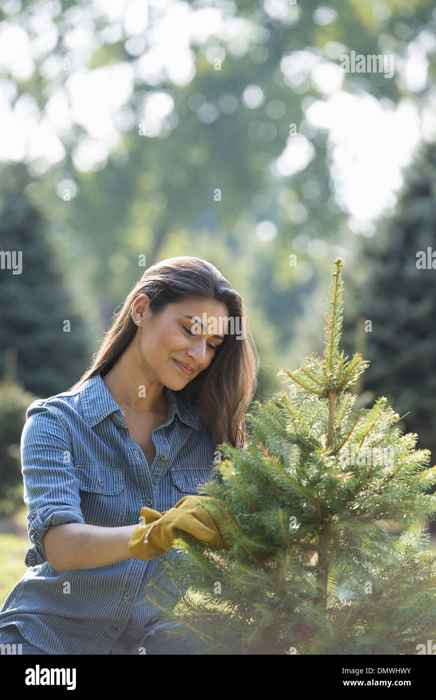 A woman pruning an organically grown christmas tree. Stock Photo