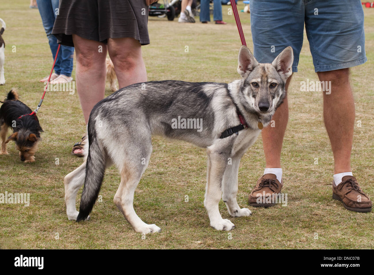 Northern British Inuit Wolf Dog (Canis l. familiaris). Selectively bred breed with outward appearance of ancestral wolf C. lupus Stock Photo