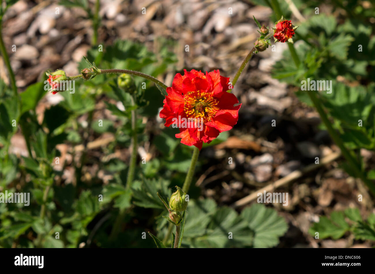 Geum Mrs Bradshaw Stock Photo