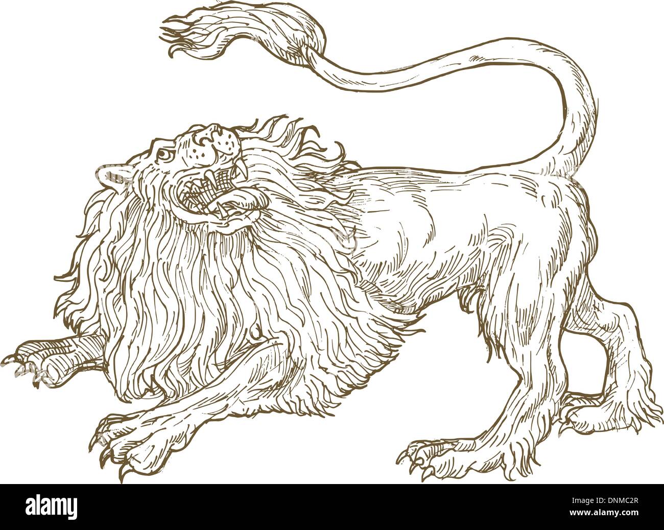 illustration of an Angry lion roaring looking up viewed from the side Stock Vector