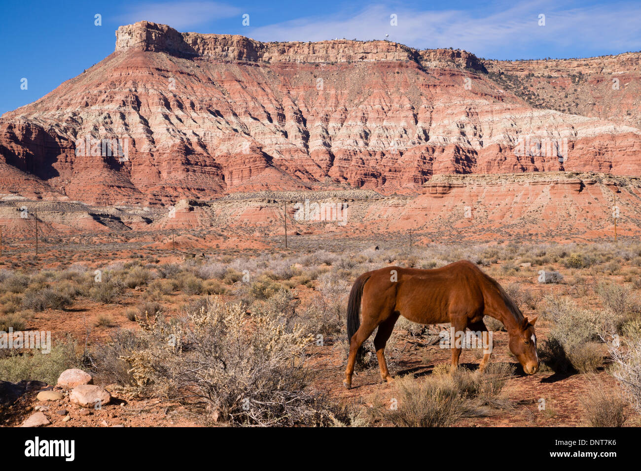 A beautiful horse scours the ground for nutrition in an amazing landscape Stock Photo