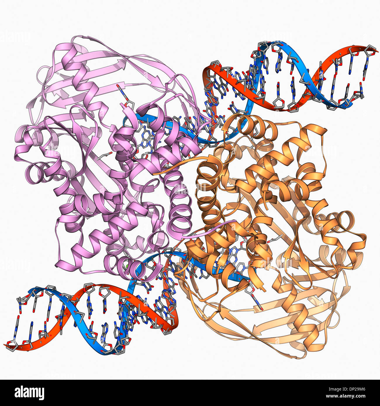 Transposase enzyme and DNA complex Stock Photo