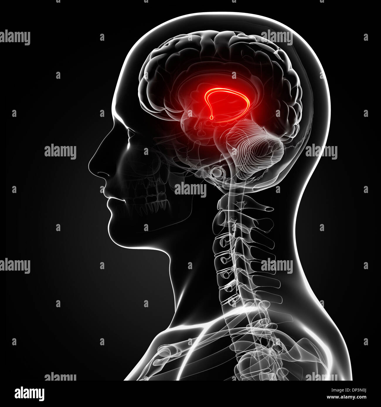 Male brain, artwork Stock Photo - Alamy