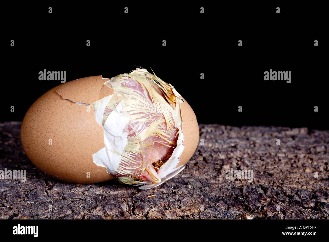 Baby chick hatching out of a brown egg Stock Photo